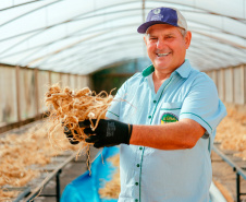Das margens do rio Paraná ao mercado global: ginseng de Querência do Norte conquista IG
