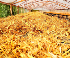 Das margens do rio Paraná ao mercado global: ginseng de Querência do Norte conquista IG