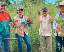Das margens do rio Paraná ao mercado global: ginseng de Querência do Norte conquista IG