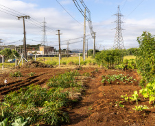 Hortas embaixo de redes de energia beneficiam 20 famílias em Ponta Grossa