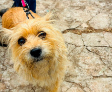 Atendimentos do Vet-Móvel Paraná começam na segunda-feira (1º); veja como se inscrever
