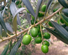 Paraná tem 69 municípios favoráveis ao cultivo de oliveiras