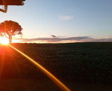 Colégio agrícola do Paraná realiza projeto inovador de apicultura em produção de soja