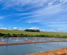 ADAPAR - Em cooperação com instituto norueguês, Adapar inicia projeto de biosseguridade na produção de tilápia
