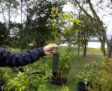 Sítios experimentais da Sanepar validam eficiência de tecnologias de sucessão ecológica para recuperação de áreas degradadas