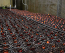 Sítios experimentais da Sanepar validam eficiência de tecnologias de sucessão ecológica para recuperação de áreas degradadas