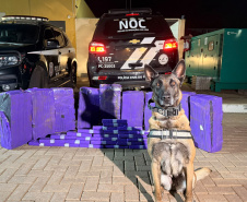 PCPR apreende mais de 227 quilos de maconha e prende três pessoas em ações com cães de faro