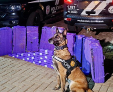 PCPR apreende mais de 227 quilos de maconha e prende três pessoas em ações com cães de faro