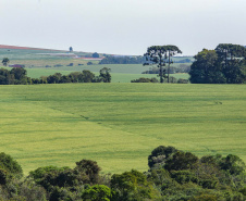 Dados federais confirmam liderança do Paraná na regularização ambiental rural do País