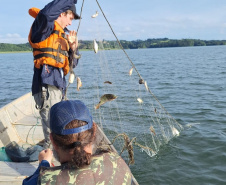 Sanepar e UFPR identificam peixe que atua como "filtro ecológico" e reduz emissão de gases do efeito estufa