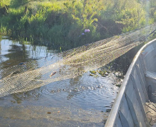 Sanepar e UFPR identificam peixe que atua como "filtro ecológico" e reduz emissão de gases do efeito estufa
