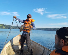 Sanepar e UFPR identificam peixe que atua como "filtro ecológico" e reduz emissão de gases do efeito estufa