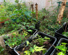 Jardim Secreto projeto une educação e meio ambiente em colégio da rede pública do Paraná