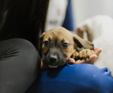 Estudantes da rede estadual transformam adoção animal em campanhas de impacto e conquistam prêmio nacional de criatividade