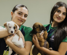 Estudantes da rede estadual transformam adoção animal em campanhas de impacto e conquistam prêmio nacional de criatividade