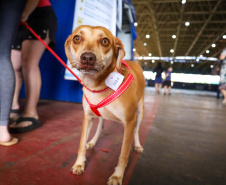 CastraPet vai beneficiar seis mil cães e gatos de 37 municípios do Paraná em junho.