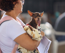 CastraPet vai beneficiar seis mil cães e gatos de 37 municípios do Paraná em junho.