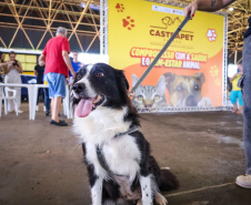 Mutirões do CastraPet vão passar por 21 municípios do Paraná em julho e beneficiar cerca de 3,3 animais.