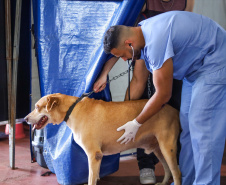 Mutirões do CastraPet vão passar por 21 municípios do Paraná em julho e beneficiar cerca de 3,3 animais.