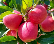 IDR-Paraná prepara quatro novas cultivares para fortalecer a fruticultura paranaense