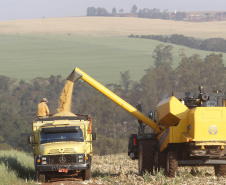 Paraná consolida safra de verão recorde puxada pela soja e milho