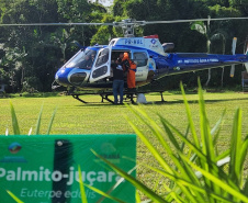 IAT faz a dispersão de 700 mil sementes de palmito-juçara para restaurar a Mata Atlântica