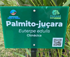 IAT faz a dispersão de 700 mil sementes de palmito-juçara para restaurar a Mata Atlântica
