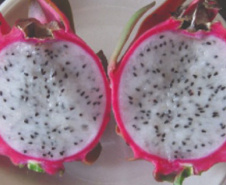 IDR-Paraná prepara quatro novas cultivares para fortalecer a fruticultura paranaense