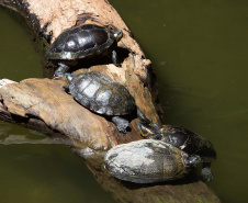 IAT - Guardiões da Fauna