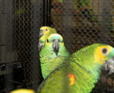 IAT - Guardiões da Fauna