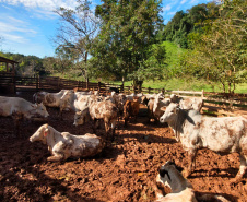 Campanha de Atualização de Rebanhos entra na reta final com 67% das explorações rurais do Estado regularizadas