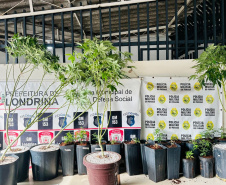 PMPR apreende plantação de maconha e prende homem em Londrina