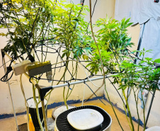 PMPR apreende plantação de maconha e prende homem em Londrina