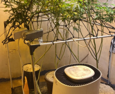 PMPR apreende plantação de maconha e prende homem em Londrina