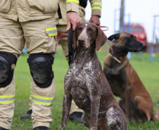 Bombeiros do Paraná participam de simulado inédito com as corporações de SC e RS e aperfeiçoam resposta a desastres