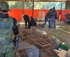 PMPR e IAT apreendem 95 aves e aplicam mais de R$ 400 mil em multas durante operação em Guarapuava