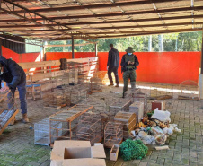 PMPR e IAT apreendem 95 aves e aplicam mais de R$ 400 mil em multas durante operação em Guarapuava