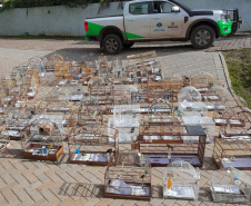 PMPR e IAT apreendem 95 aves e aplicam mais de R$ 400 mil em multas durante operação em Guarapuava