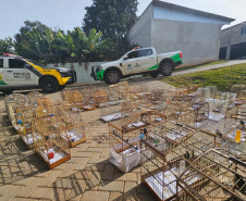 PMPR e IAT apreendem 95 aves e aplicam mais de R$ 400 mil em multas durante operação em Guarapuava