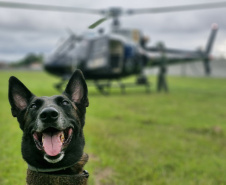 Polícia Civil do Paraná apreende armas e haxixe na Rodoviária de Curitiba