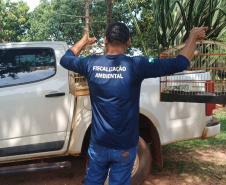 IAT - Crimes ambientais