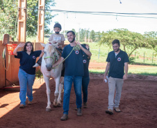 Universidades estaduais oferecem terapia com cavalos para crianças com dificuldades motoras e condições neurológicas