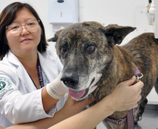 Universidades estaduais oferecem assistência veterinária para animais de pequeno e grande porte