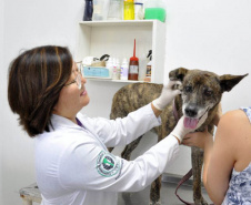 Universidades estaduais oferecem assistência veterinária para animais de pequeno e grande porte