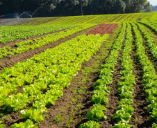 Universidades estaduais do Paraná auxiliam agricultores familiares na certificação orgânica