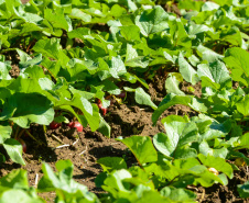 Universidades estaduais do Paraná auxiliam agricultores familiares na certificação orgânica