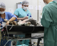 Universidades estaduais oferecem assistência veterinária para animais de pequeno e grande porte