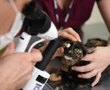Universidades estaduais oferecem assistência veterinária para animais de pequeno e grande porte