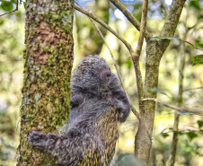 IAT - Animais silvestres/primavera