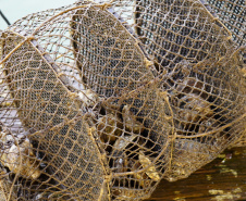 Adapar suspende retirada de ostras em Guaratuba por nível de ficotoxinas acima do limite